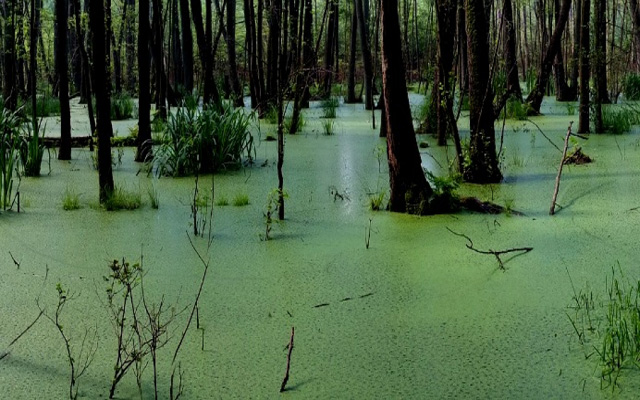 Washington D.C. Swamp: Deep, Dark, and Nasty